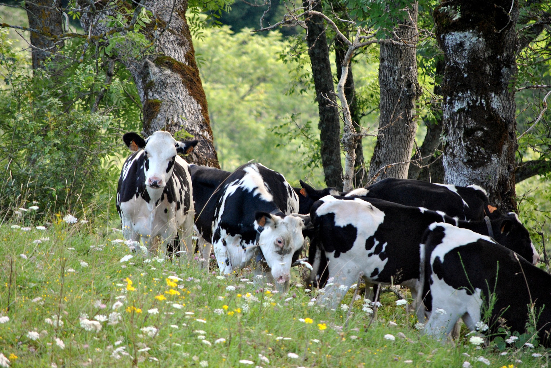 Cow Farmings